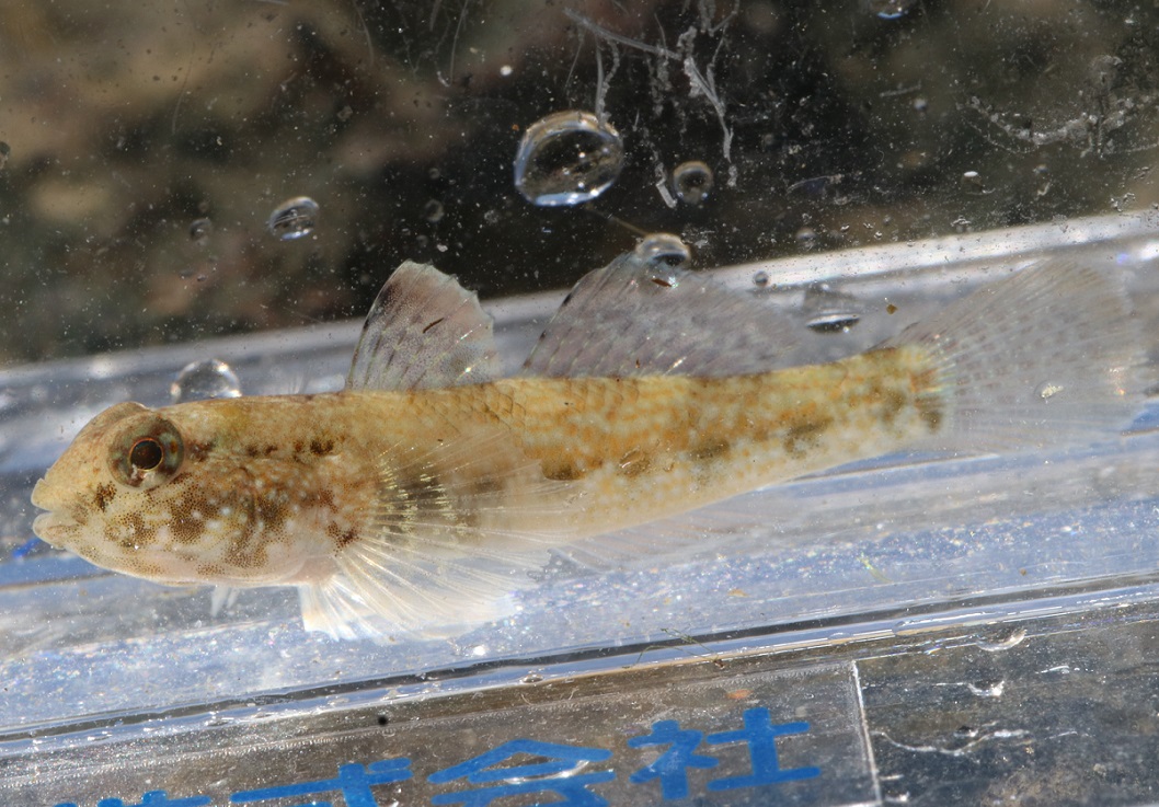 スジクモハゼ【No.2522】