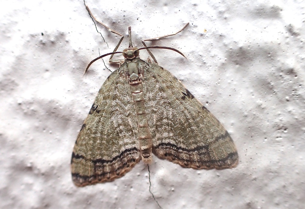 ウスミドリナミシャク【No.2524】