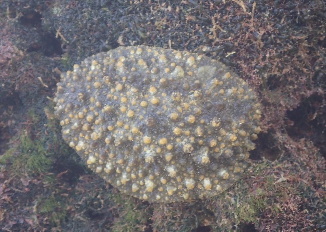 イソアワモチ【No.2525】