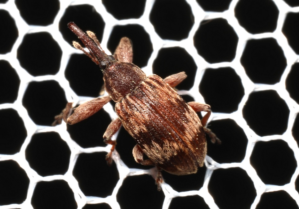 オビモンハナゾウムシ【No.2067】