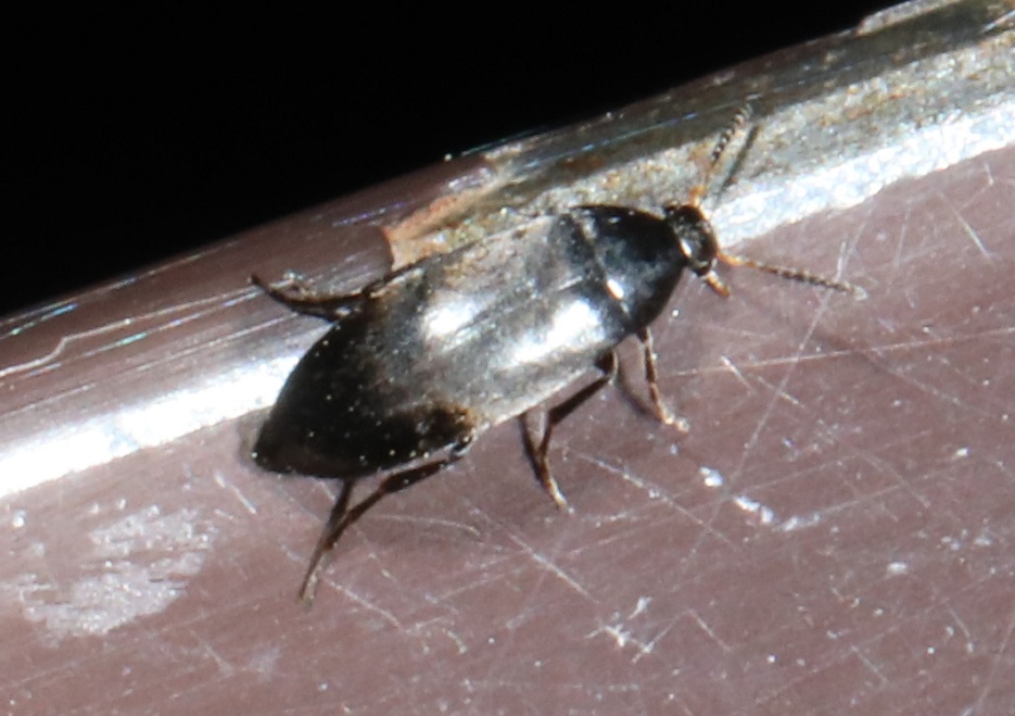 クロフナガタハナノミ【No.2069】