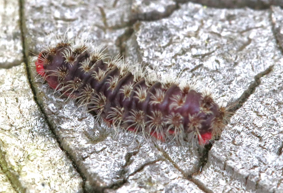 ウメスカシクロバ【No.2074】