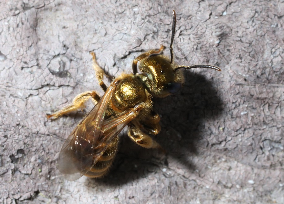 アカガネコハナバチ【No.2075】