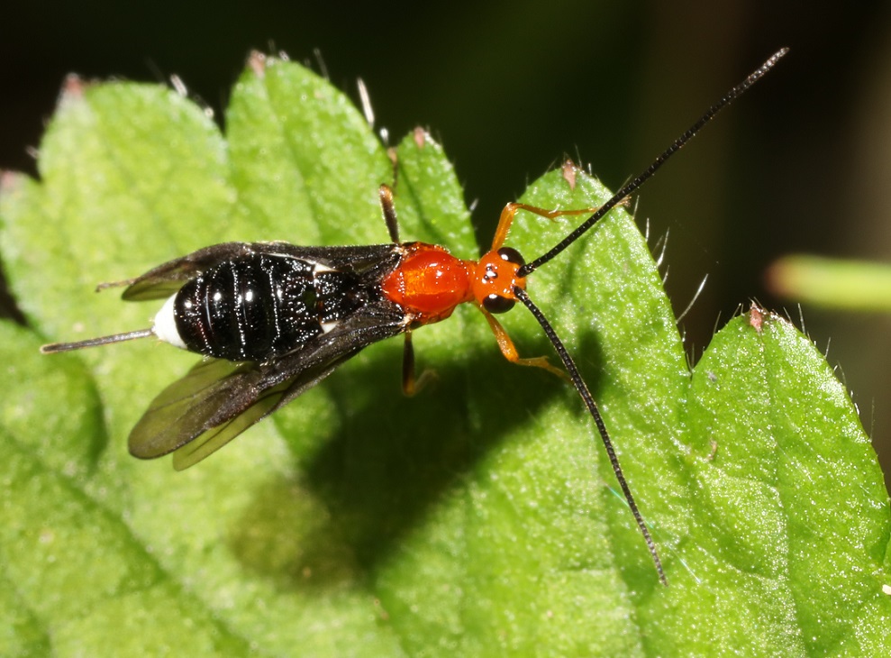 ズイムシクロバラコマユバチ【No.2103】
