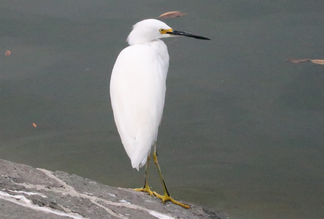 ユキコサギ【No.3334】