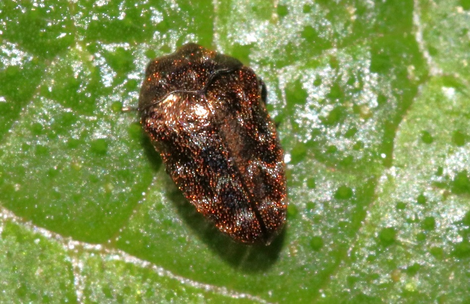 ナミガタチビタマムシ【No.2113】