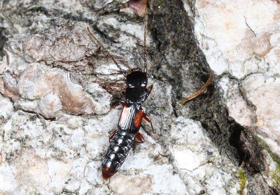 ルイスオオヒラタハネカクシ【No.2115】