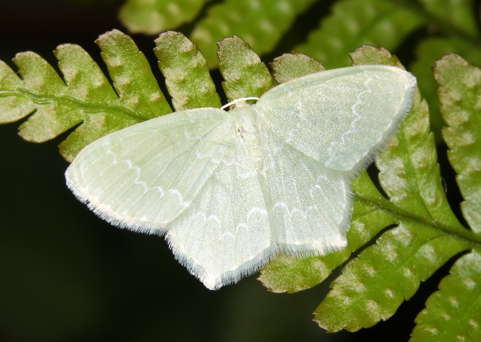 ヒメウスアオシャク【No.2120】