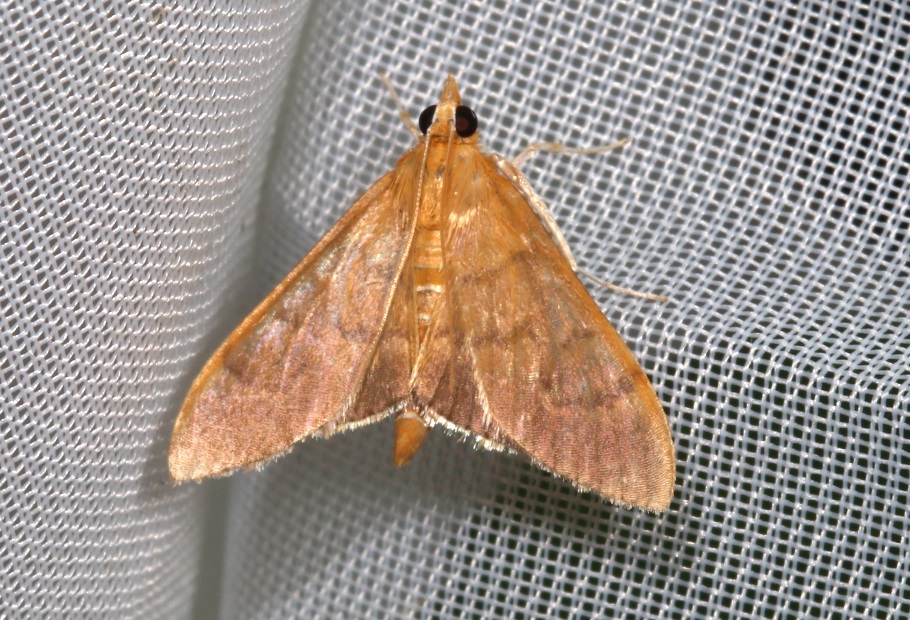 キホソノメイガ【No.2476】