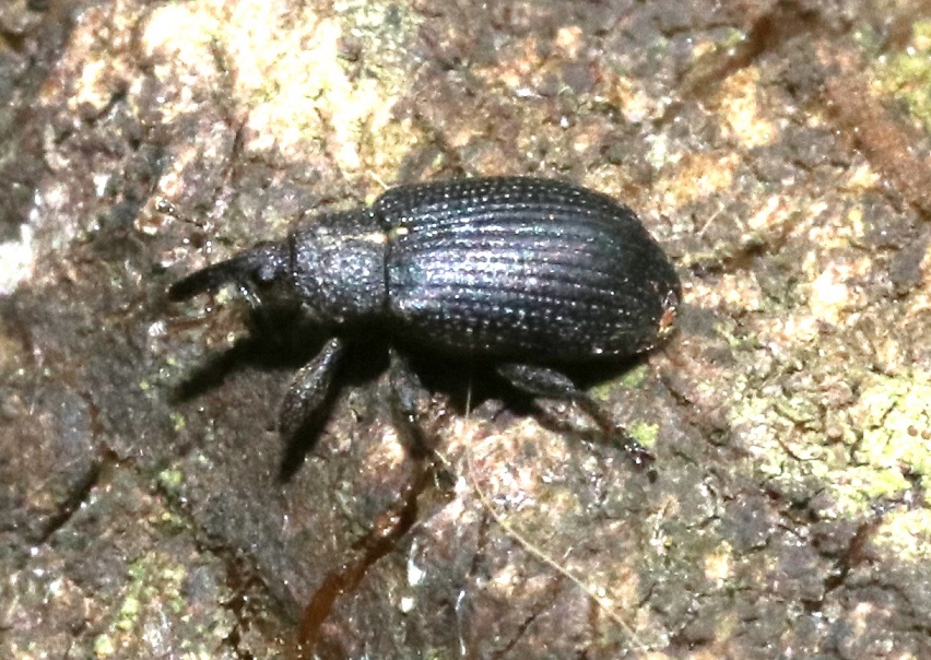 クロナガハナゾウムシ【No.2107】