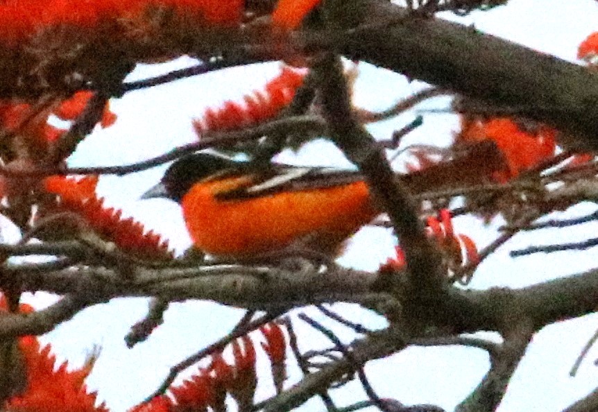 ボルチモアムクドリモドキ【No.3337】