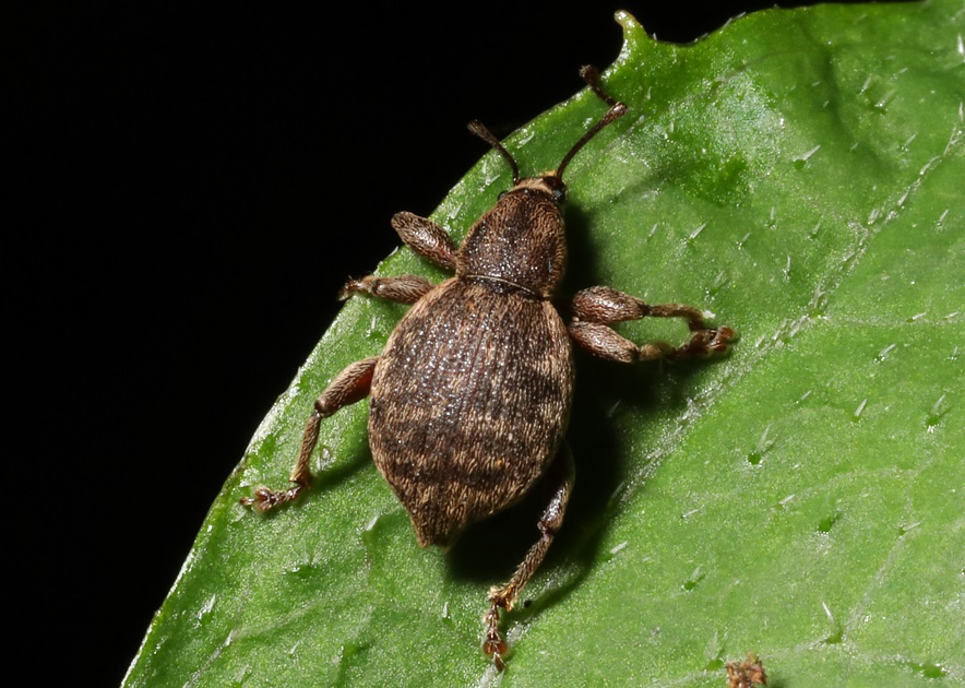 ケブカヒメカタゾウムシ【No.2133】