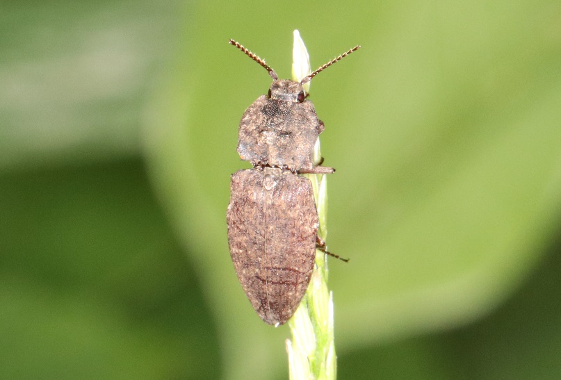 ムナビロサビキコリ【No.2134】