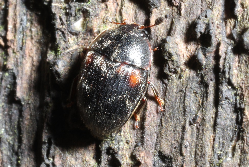 ウスオビカクケシキスイ【No.2168】