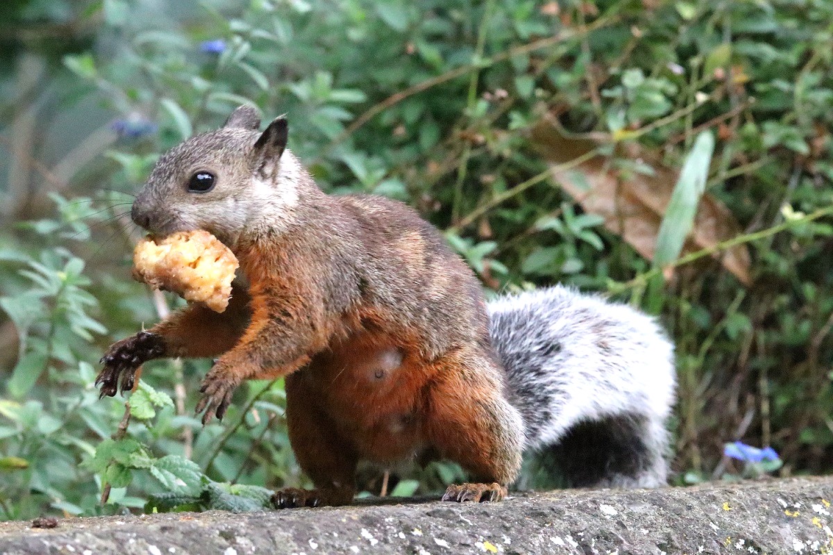 カワリリス【No.3339】