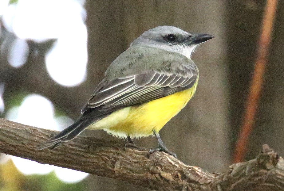 オリーブタイランチョウ【No.3340】