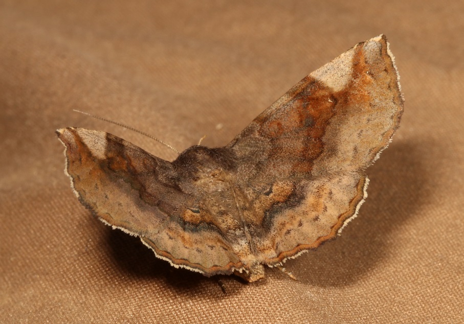 ウンモンツマキリアツバ【No.2485】