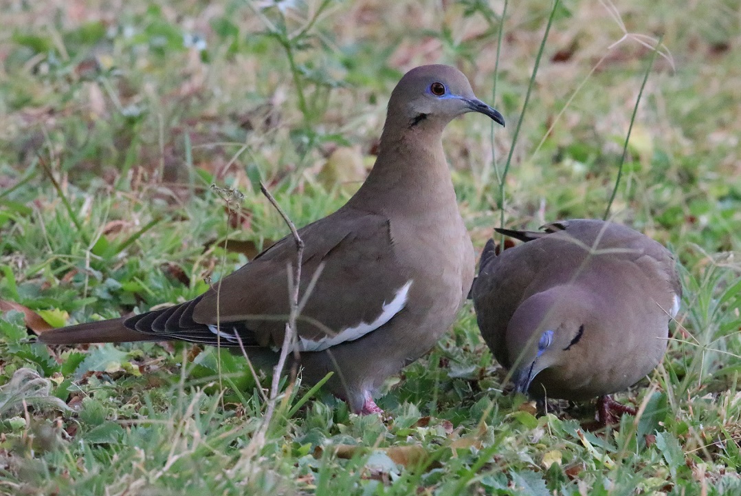 ハジロバト【No.3341】
