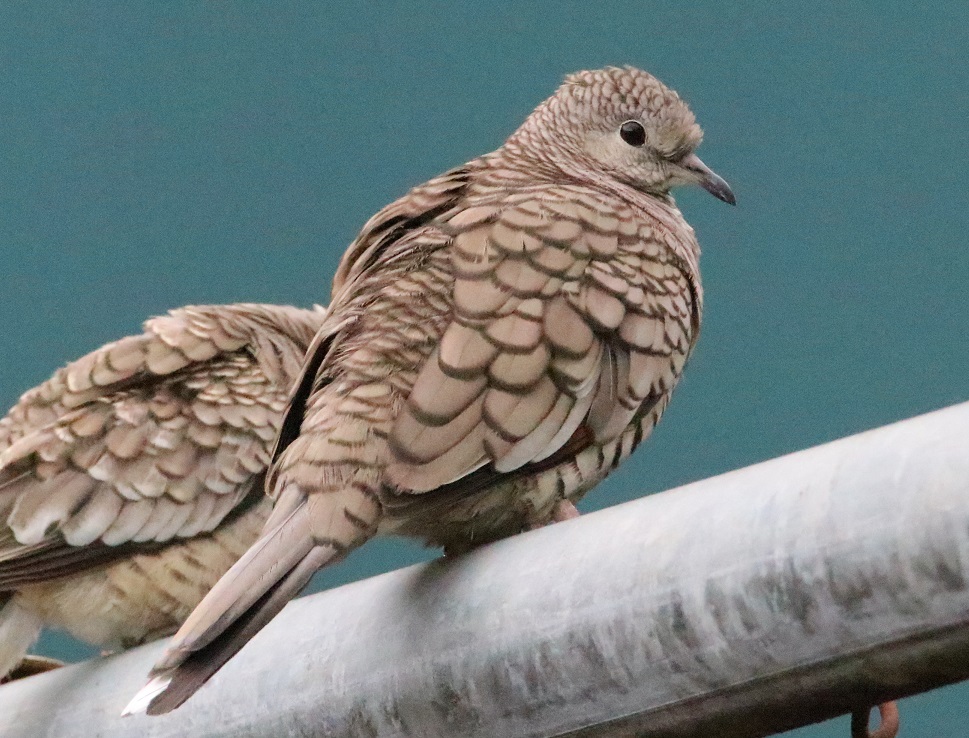 インカバト【No.3336】　Columbina inca