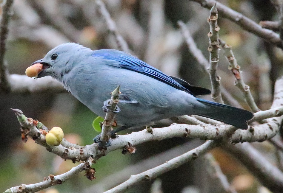 ソライロフウキンチョウ【No.3342】
