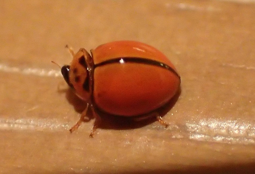 チャイロテントウ【No.2526】