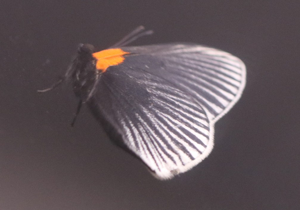 メトネ・ノクチュラ（和名なし）【No.3343】