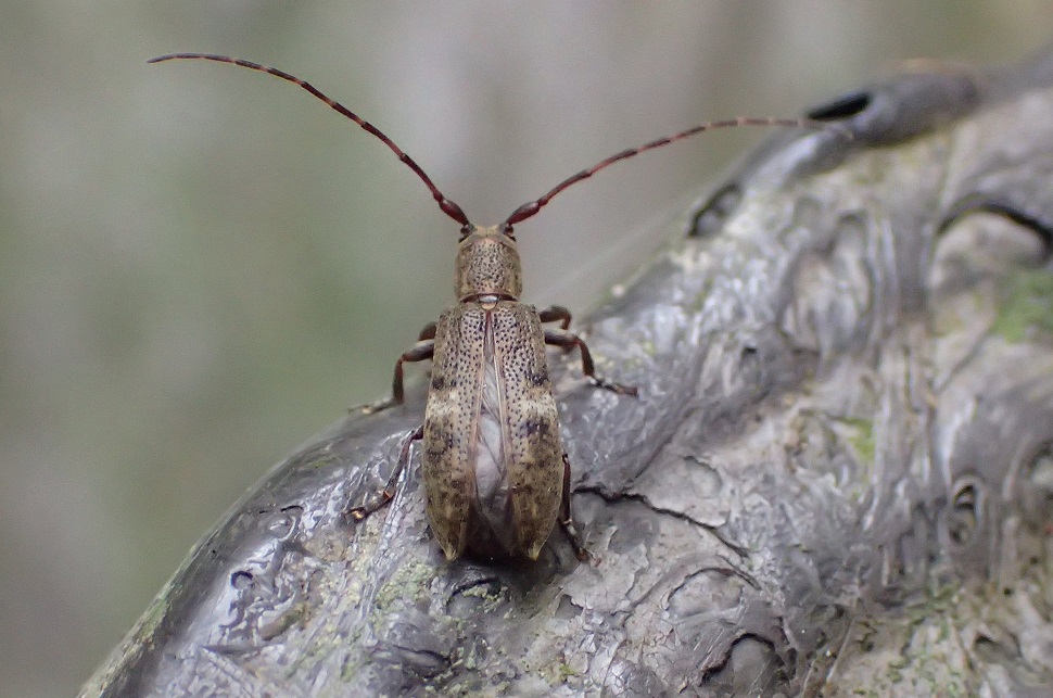 シロオビチビカミキリ【No.2450】