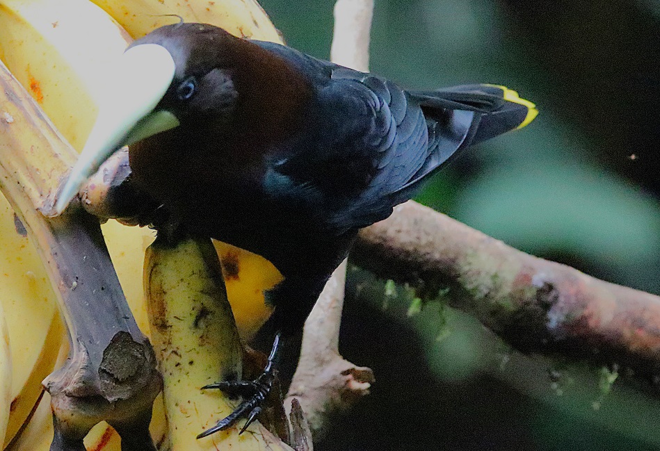 クリガシラオオツリスドリ【No.3345】