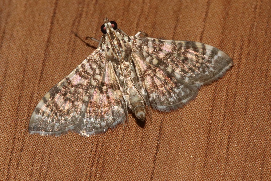 シロマダラノメイガ【No.2644】