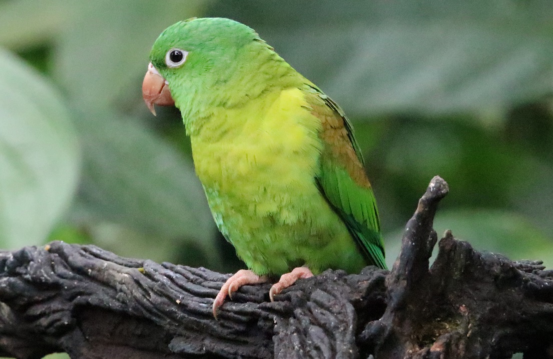 ミドリインコ【No.3346】