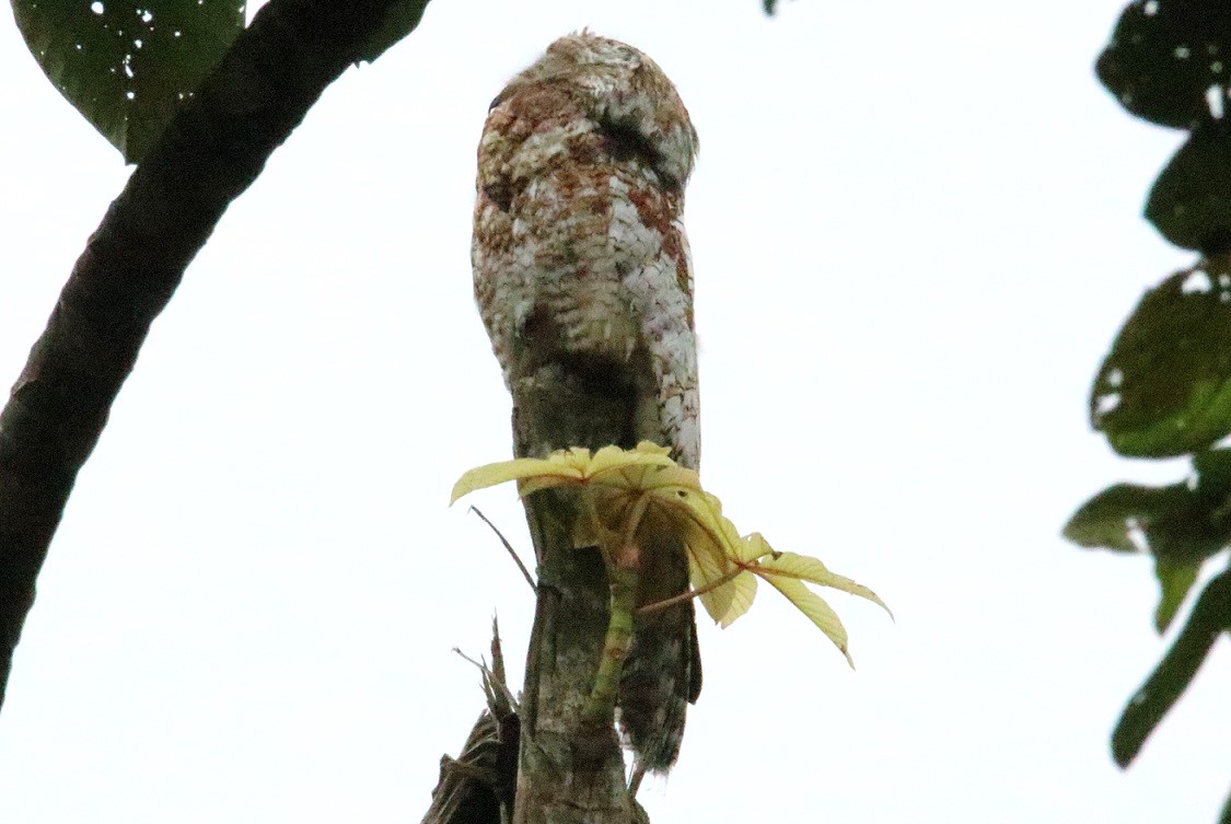 オオタチヨタカ【No.3347】