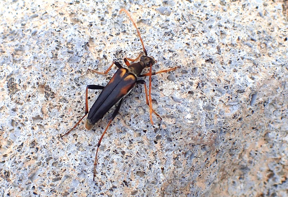 ヤツボシハナカミキリ【No.2435】