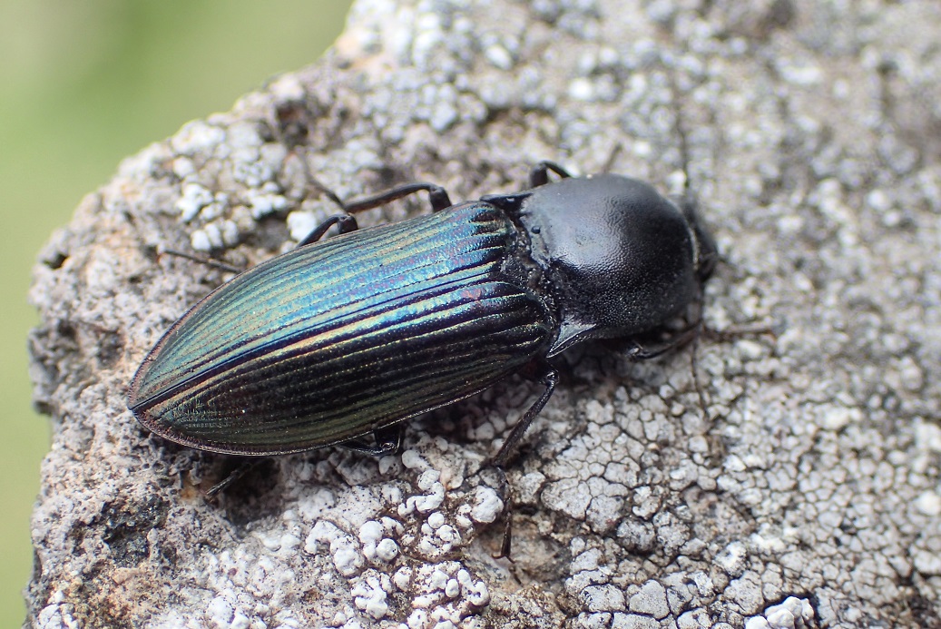 コガネコメツキ【No.2436】