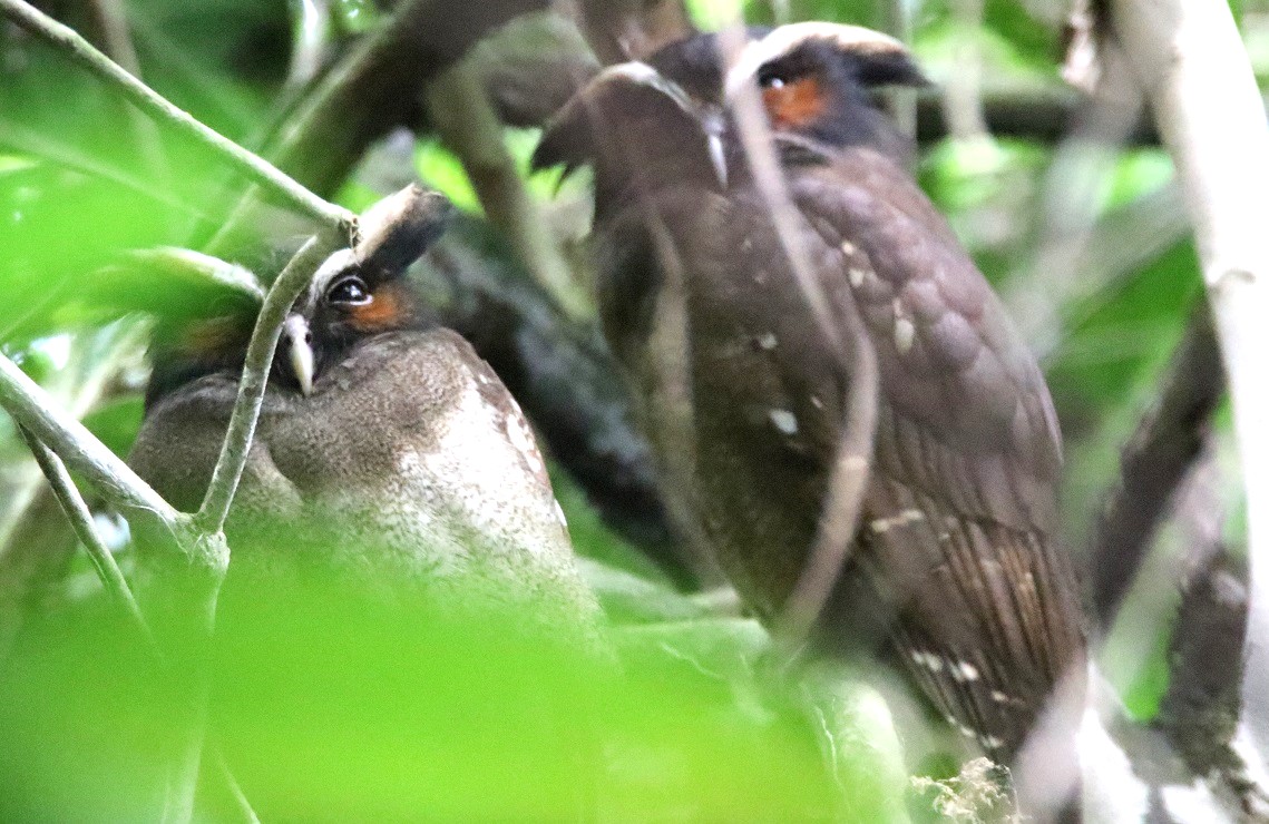 カンムリズク【No.3349】