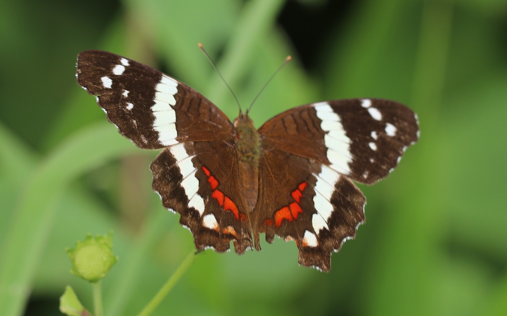 キオビイチモンジ【No.3350】