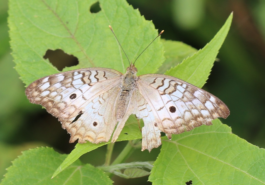 ウスベニタテハ【No.3351】