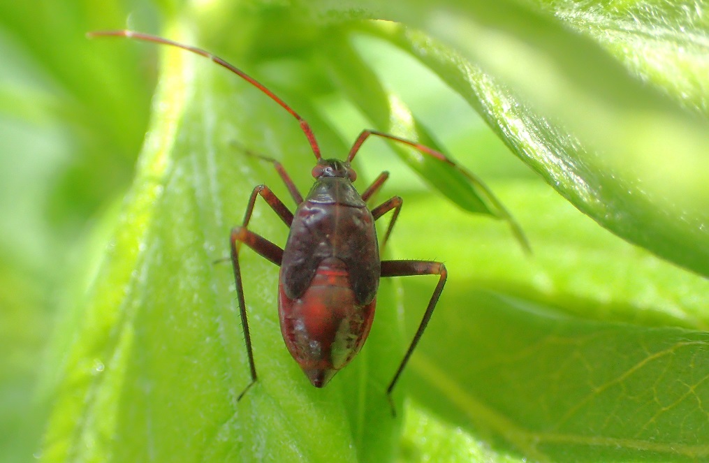 オオチャイロカスミカメ【No.2180】