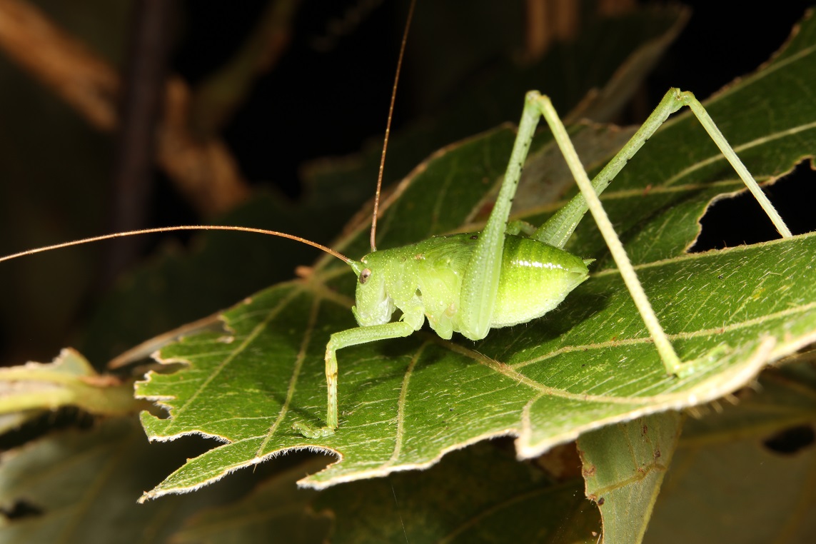 タイワンクツワムシ【No.2187】