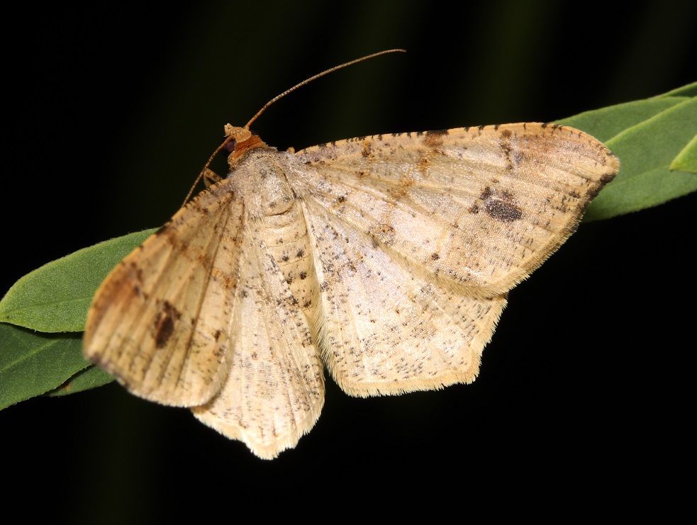 ギンネムエダシャク【No.2209】