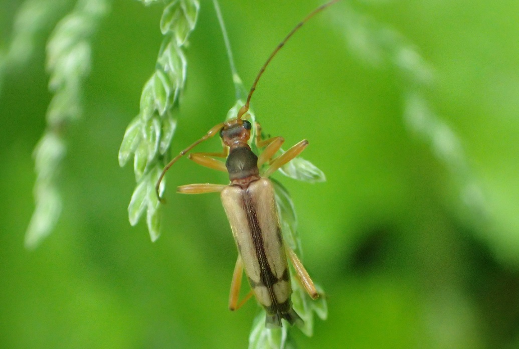 ニッコウヒメハナカミキリ【No.2658】
