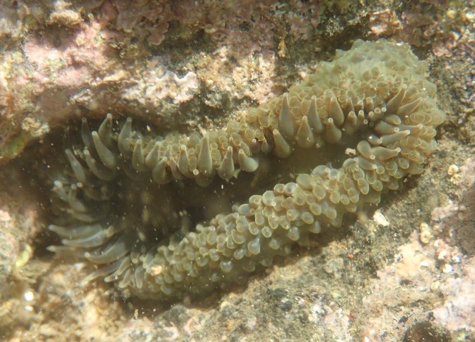 ヨロイイソギンチャク【No.2660】