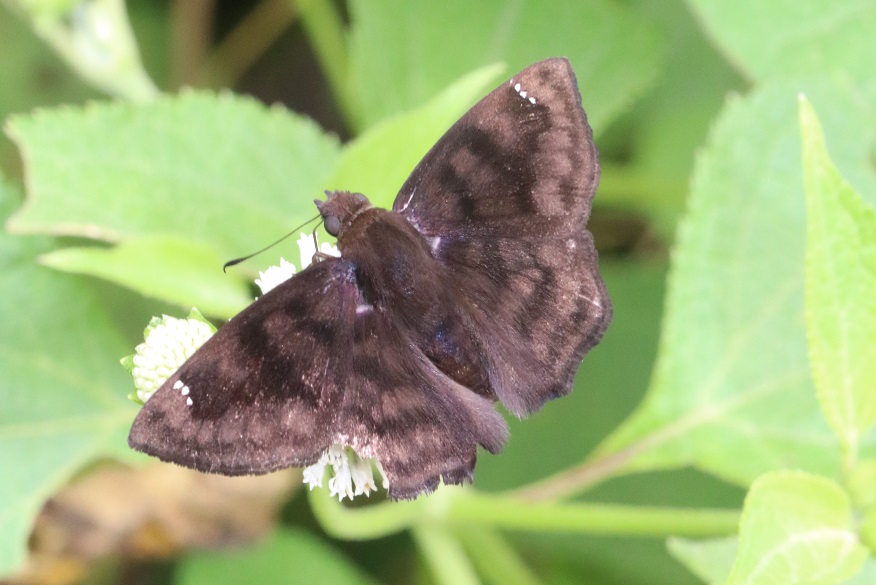 チャマダラセセリの一種【No.3355】
