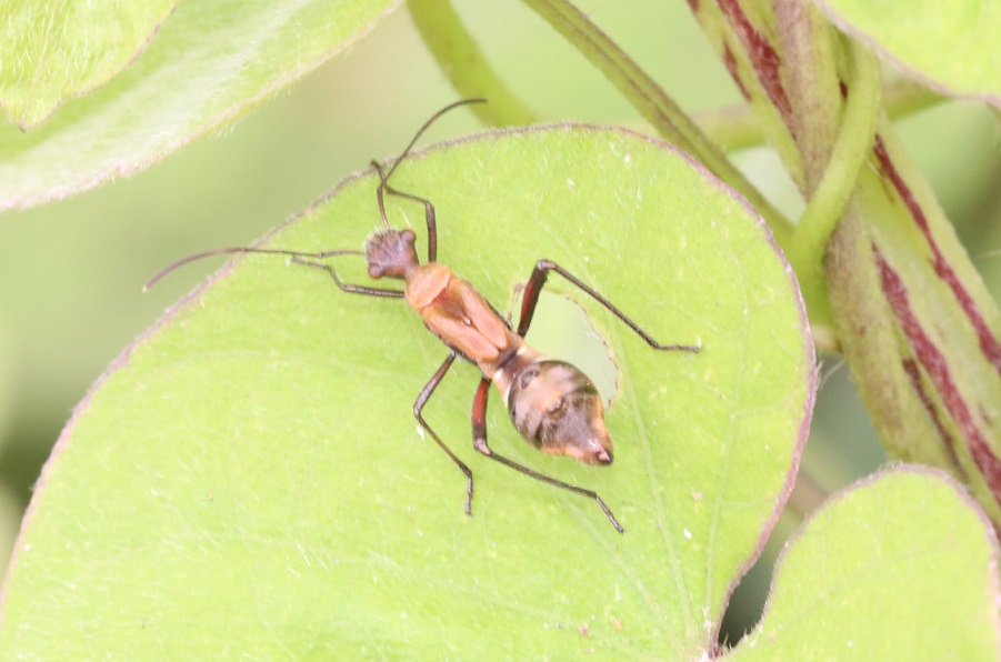 ホソヘリカメムシの一種【No.3356】