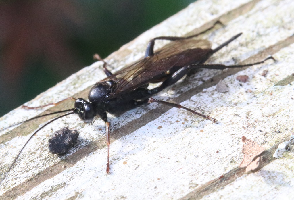 クロフシヒラタヒメバチ【No.2565】