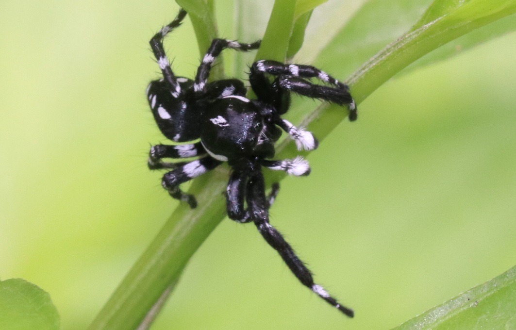 ハエトリグモの一種【No.3359】