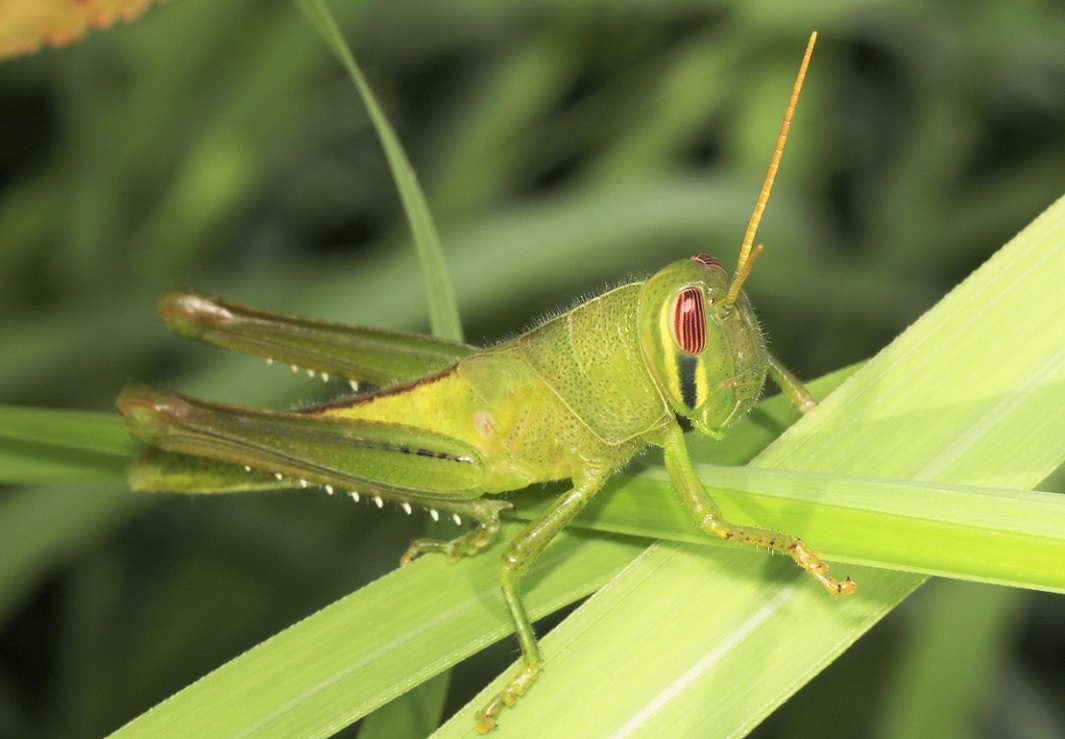 タイワンツチイナゴ【No.2213】