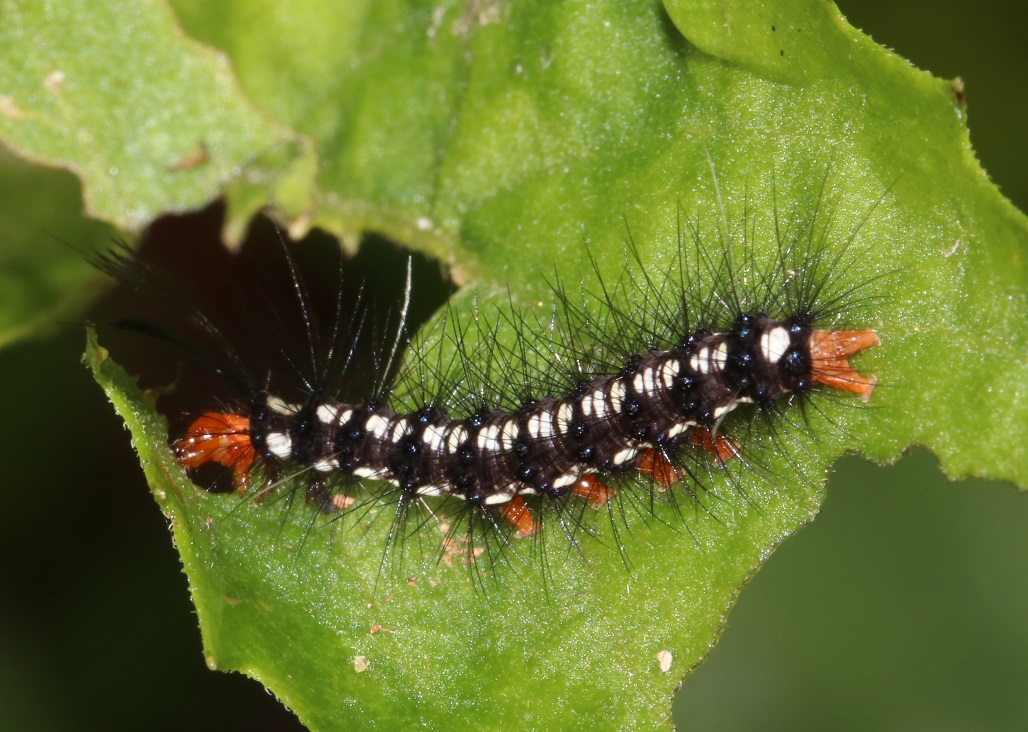 モンシロモドキ【No.2246】
