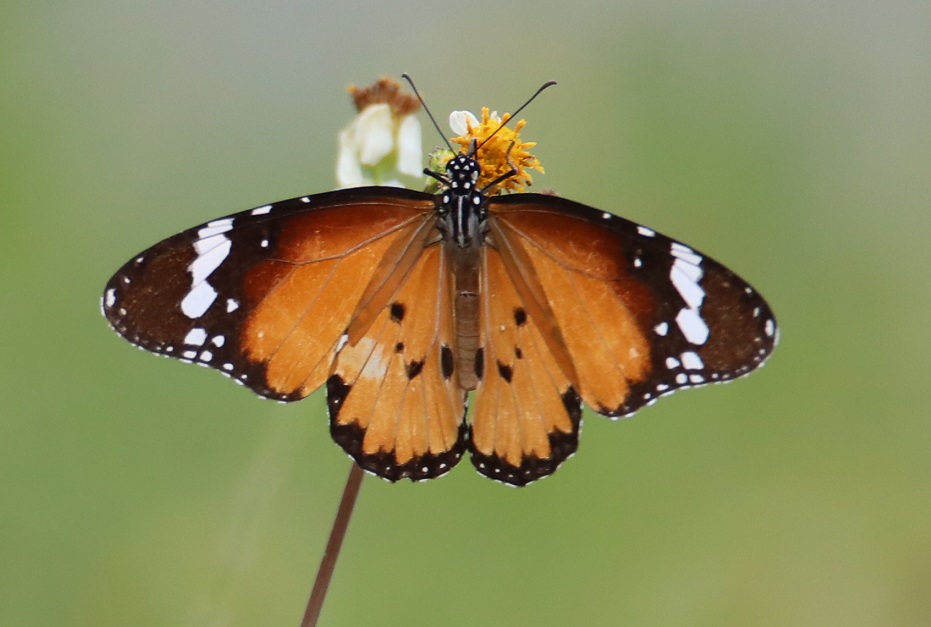 カバマダラ【No.2247】