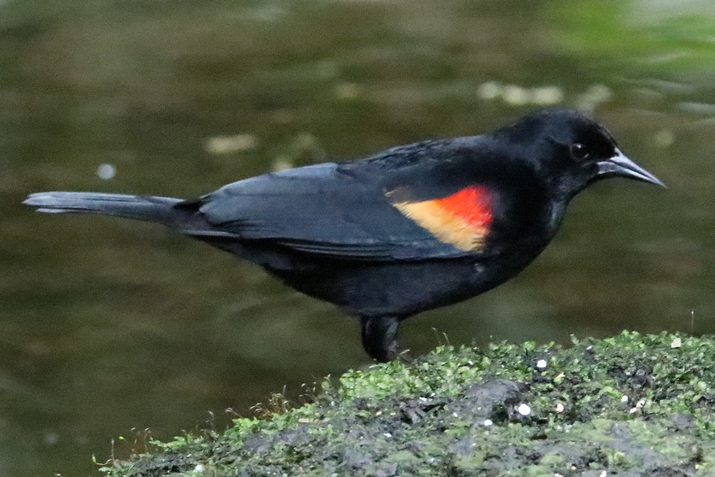 ハゴロモガラス【No.3364】