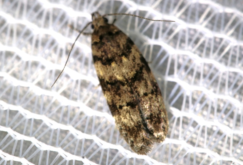 ワタナベクロオビキバガ【No.2377】